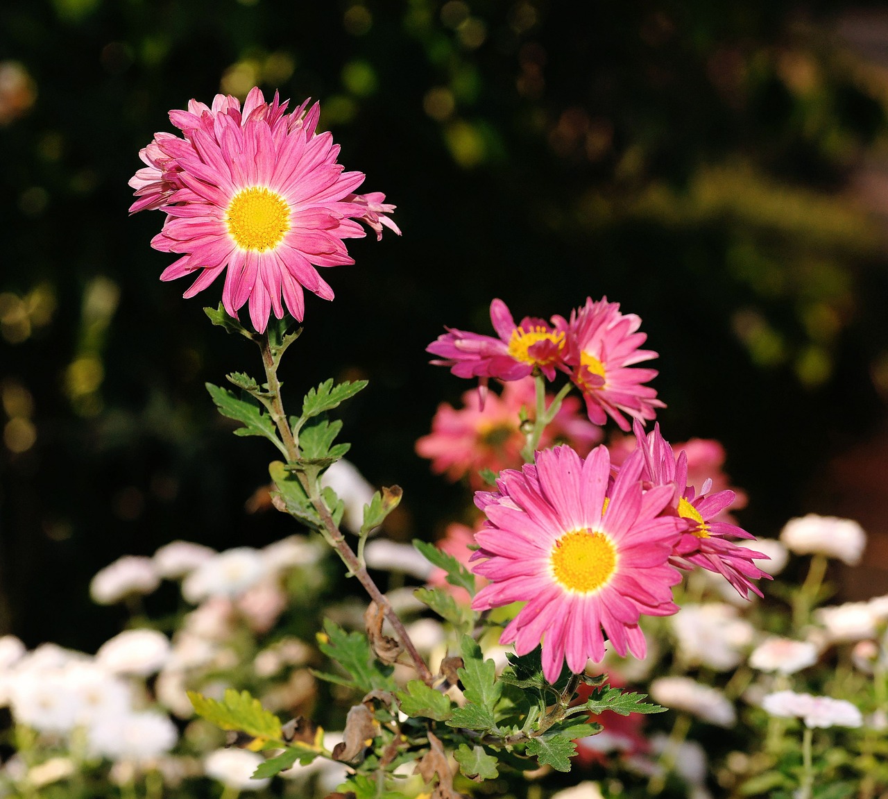 asters flowers autumn free photo