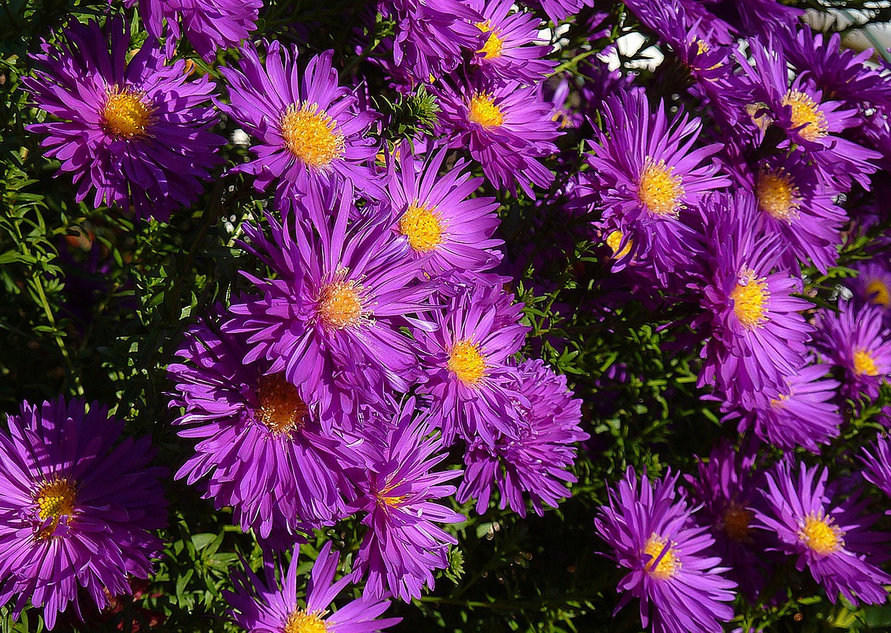 asters balcony blue free photo