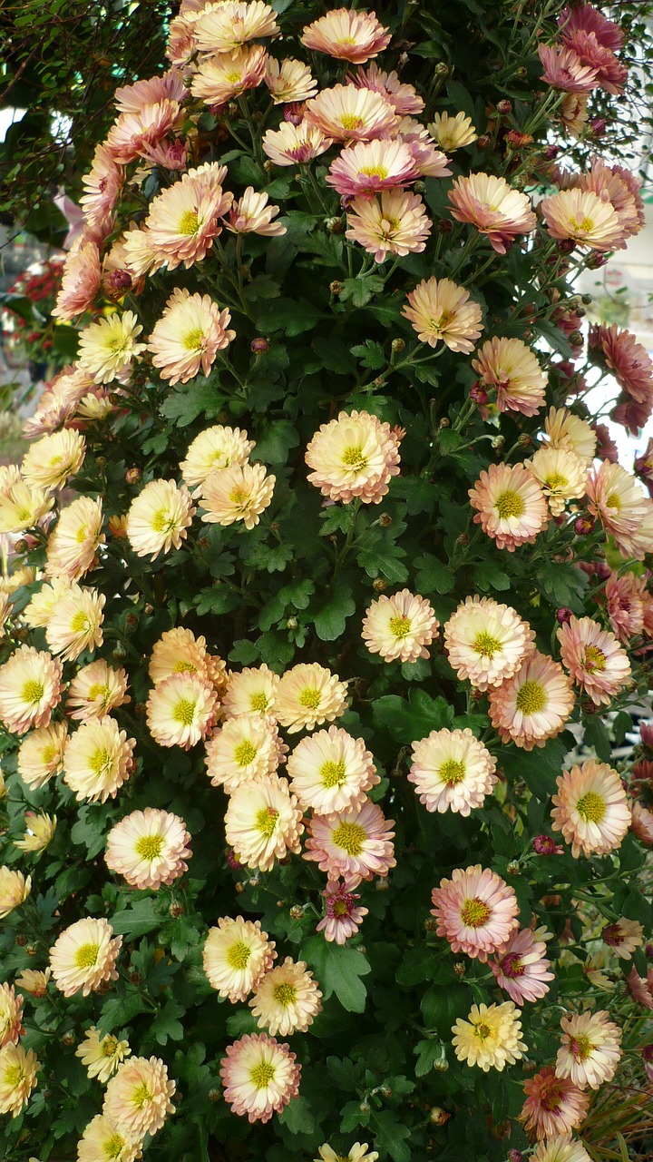 asters-tree flower decorative free photo