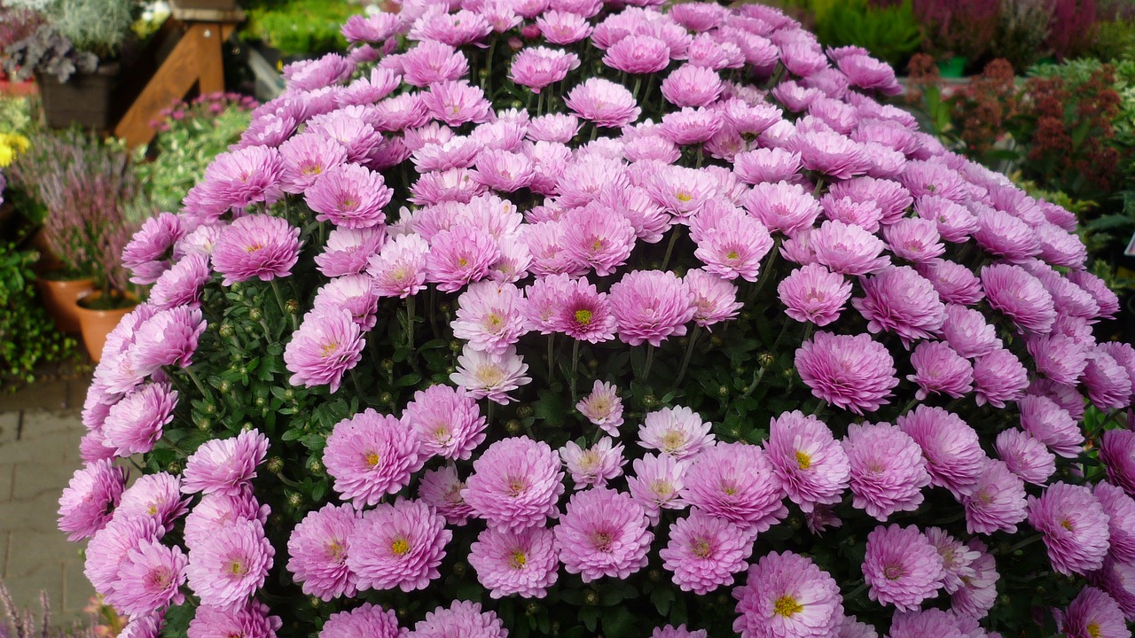 asters-tree flower flower dome free photo