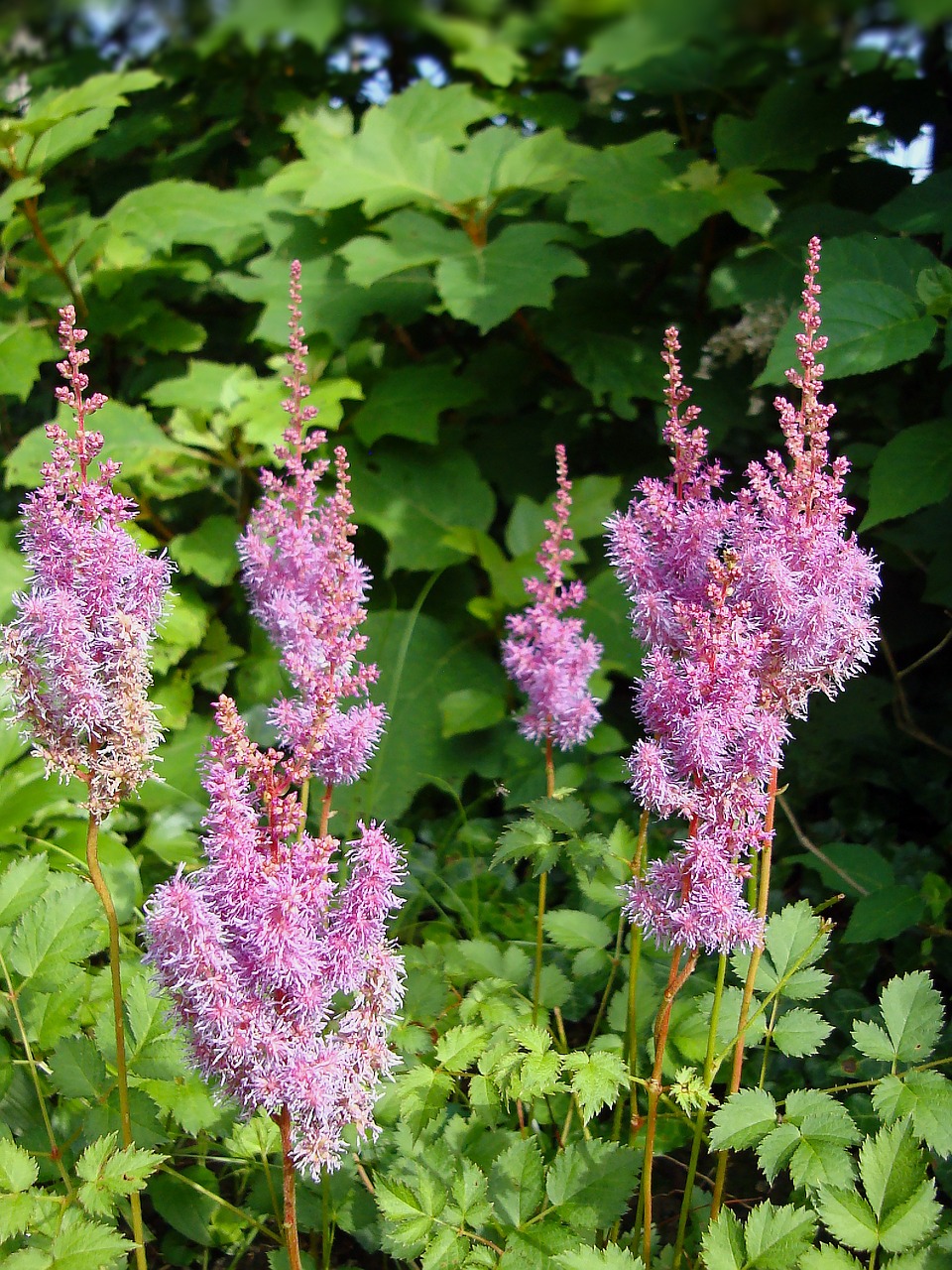 astilbe flowers pink free photo
