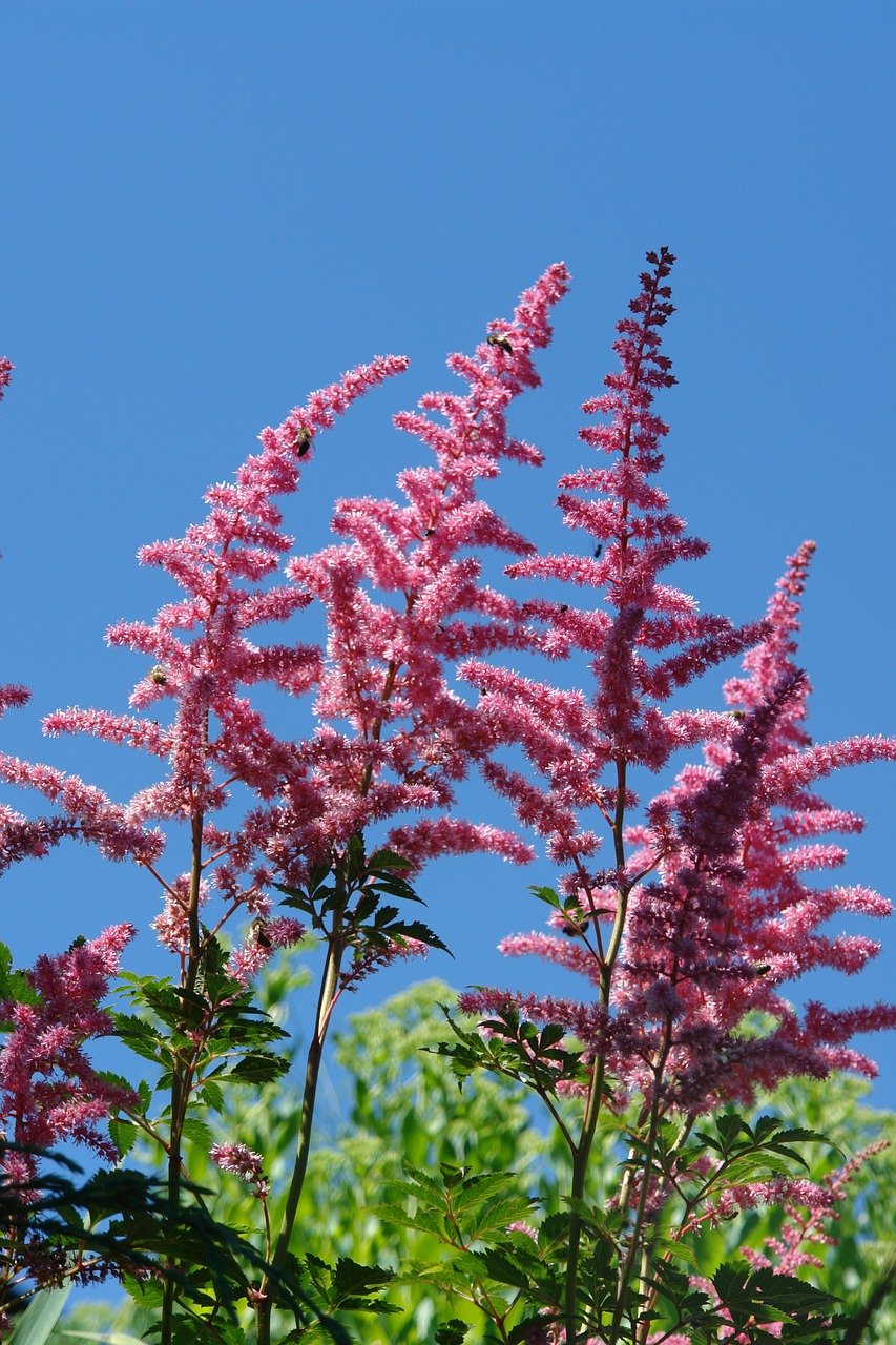 astilbe garden flower free photo