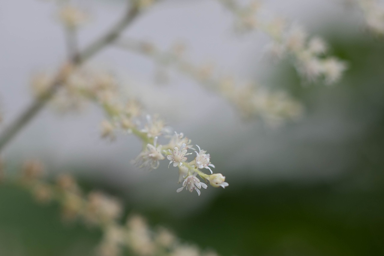 astilbe  garden  white free photo