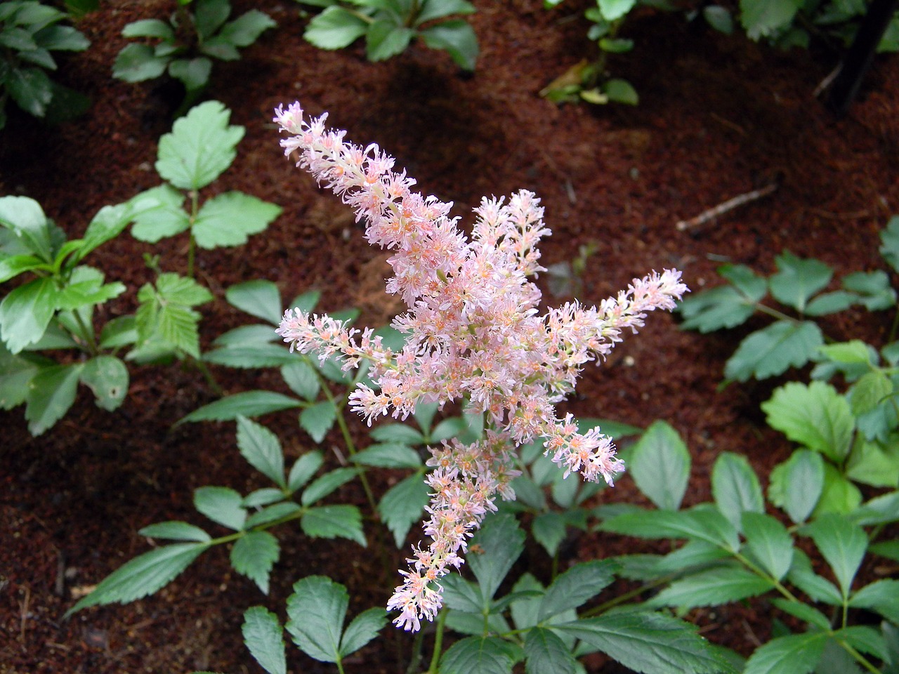 astilbe pink astilbe bloom free photo