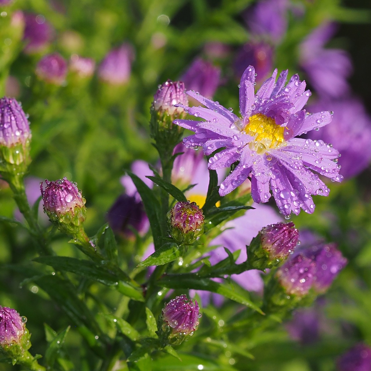 astra flower asters free photo