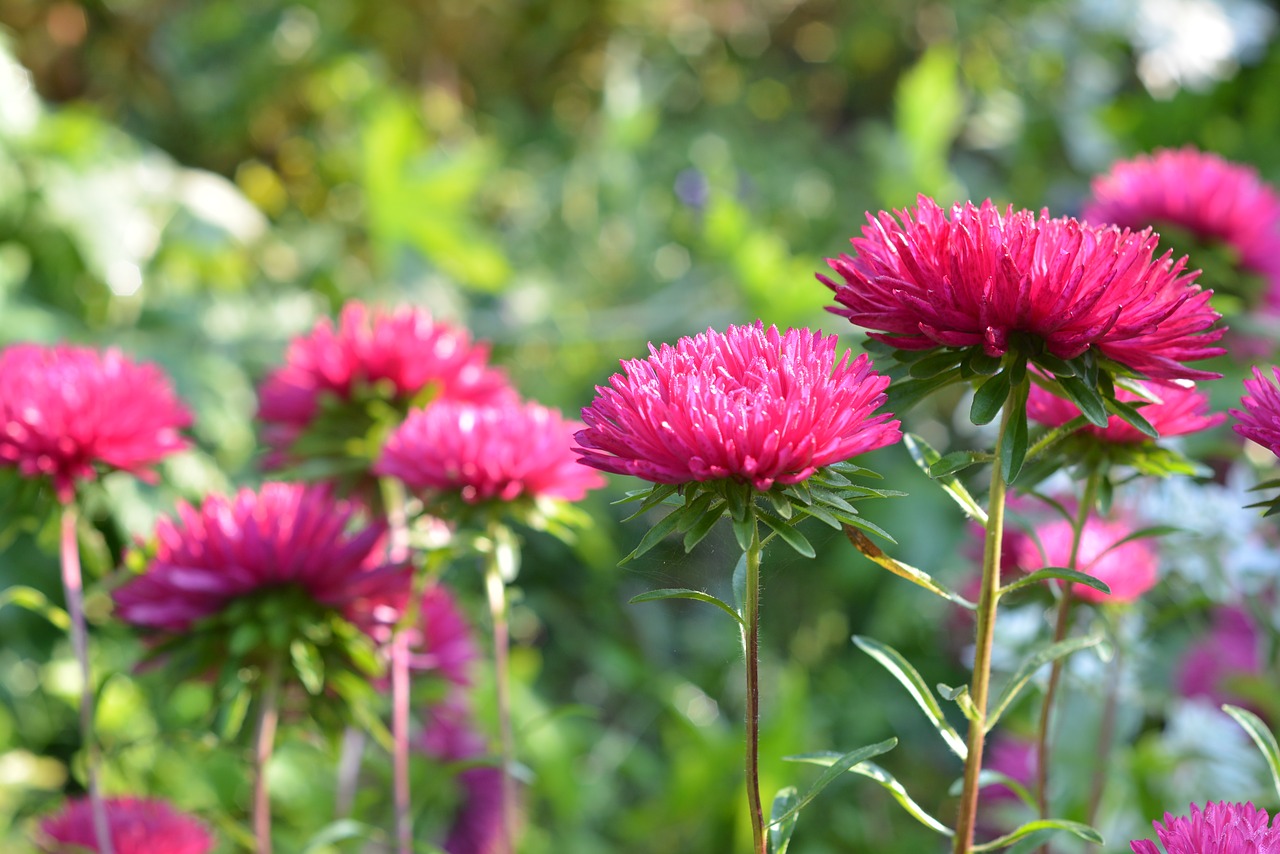 astra aster pink free photo