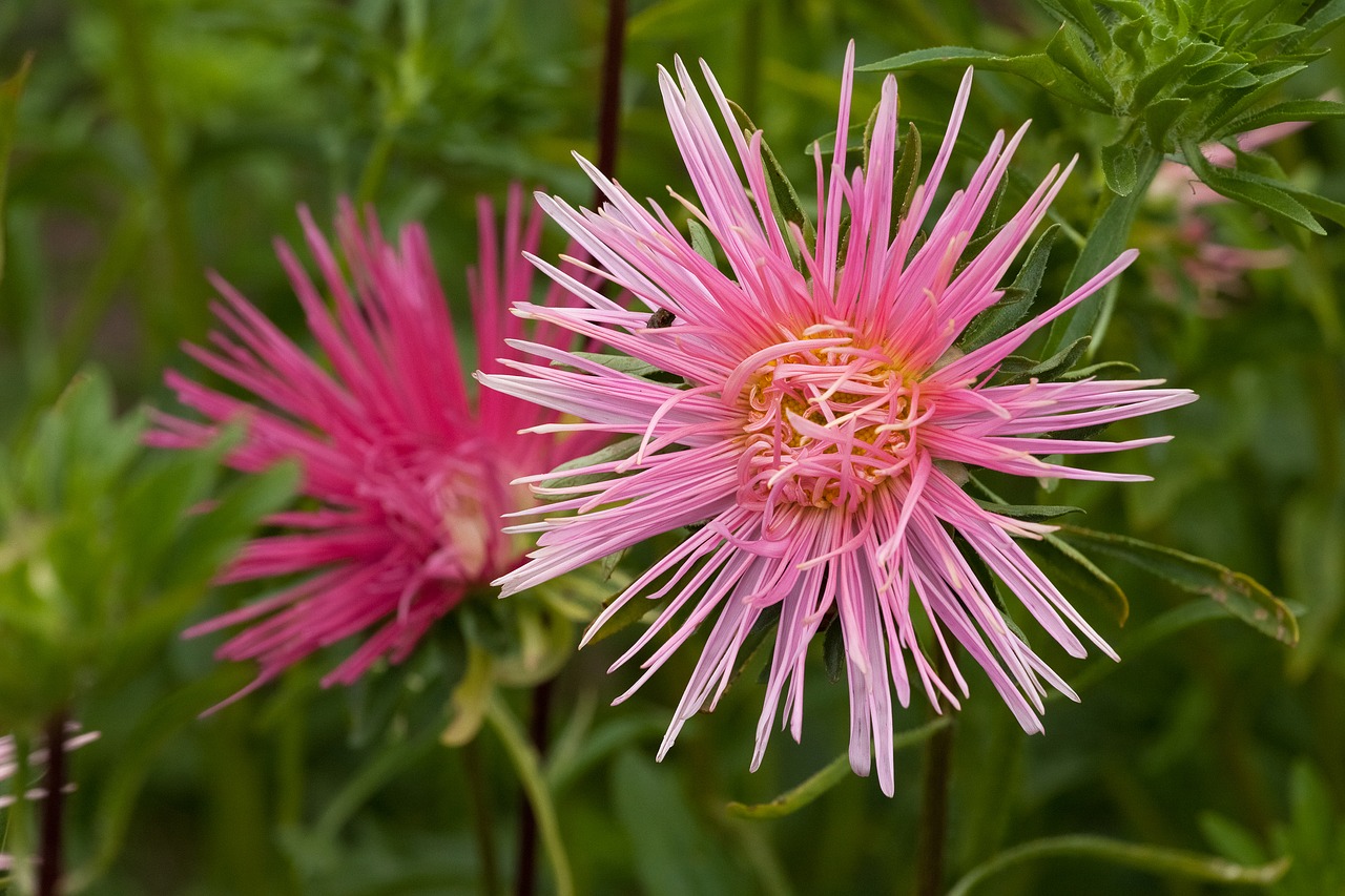 astra blooms pink free photo