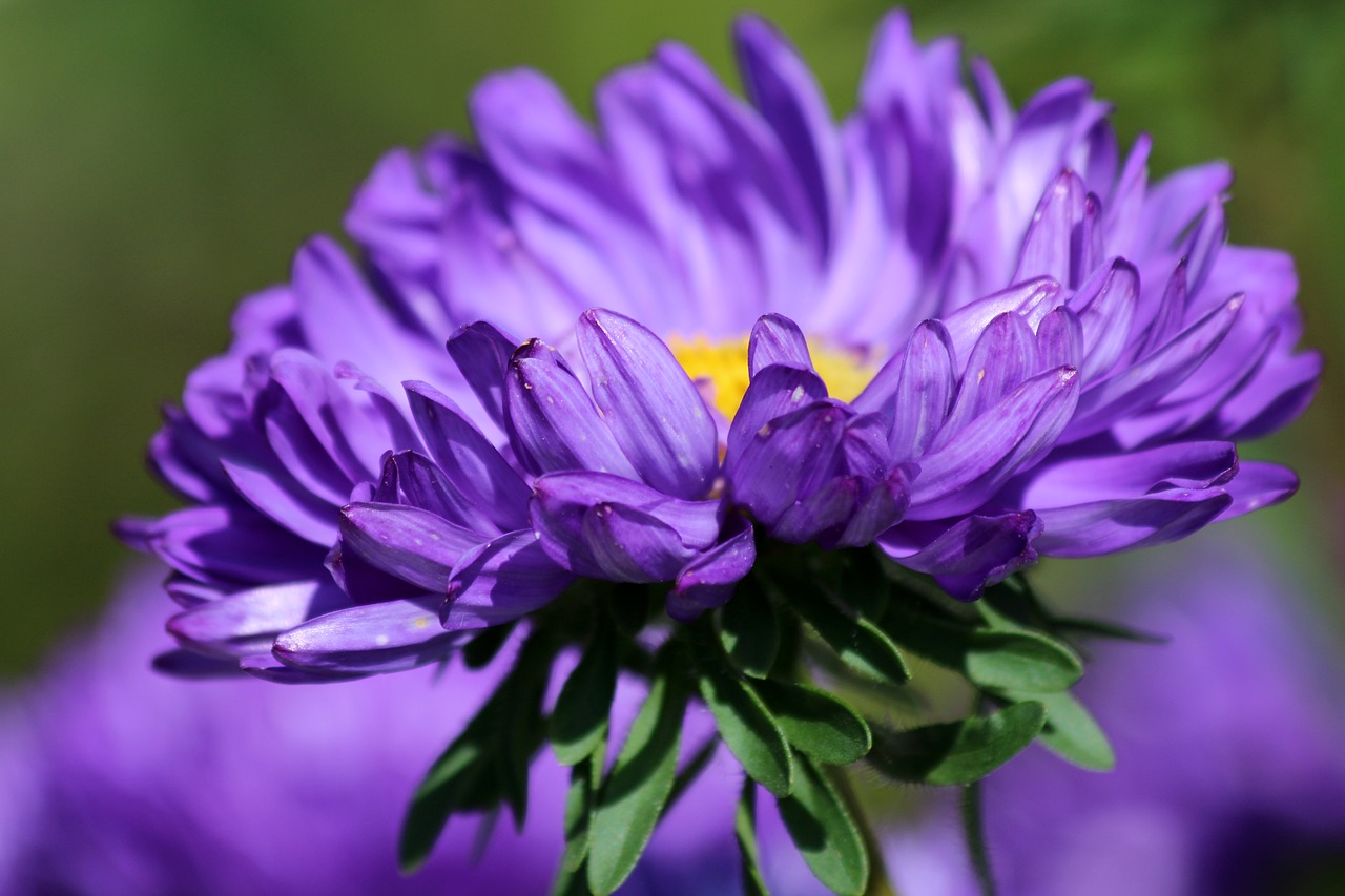 astra purple astra flower free photo