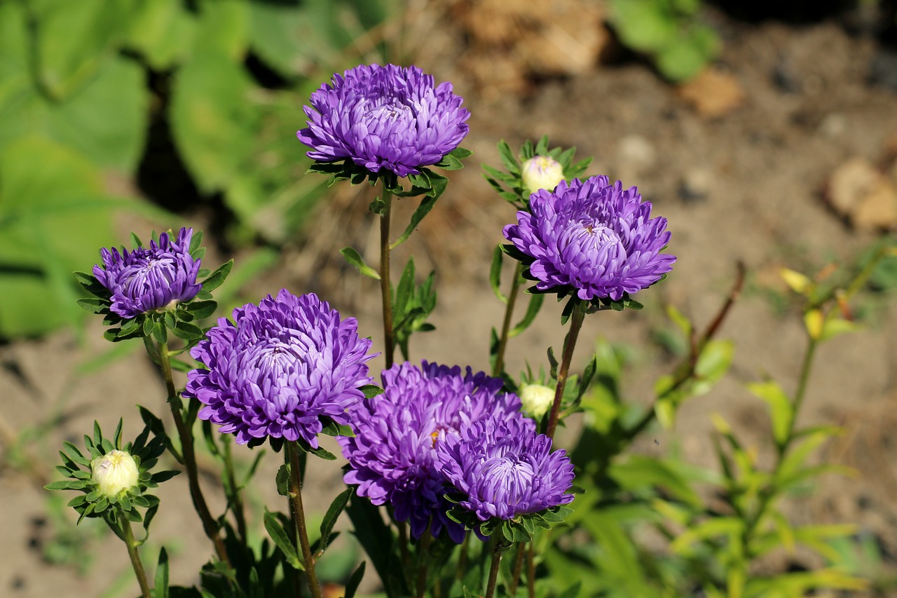 astra  purple flowers  violet free photo