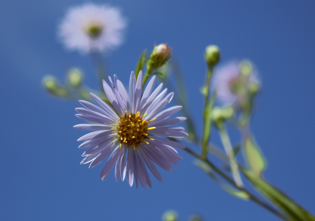 astra summer flowers sky free photo