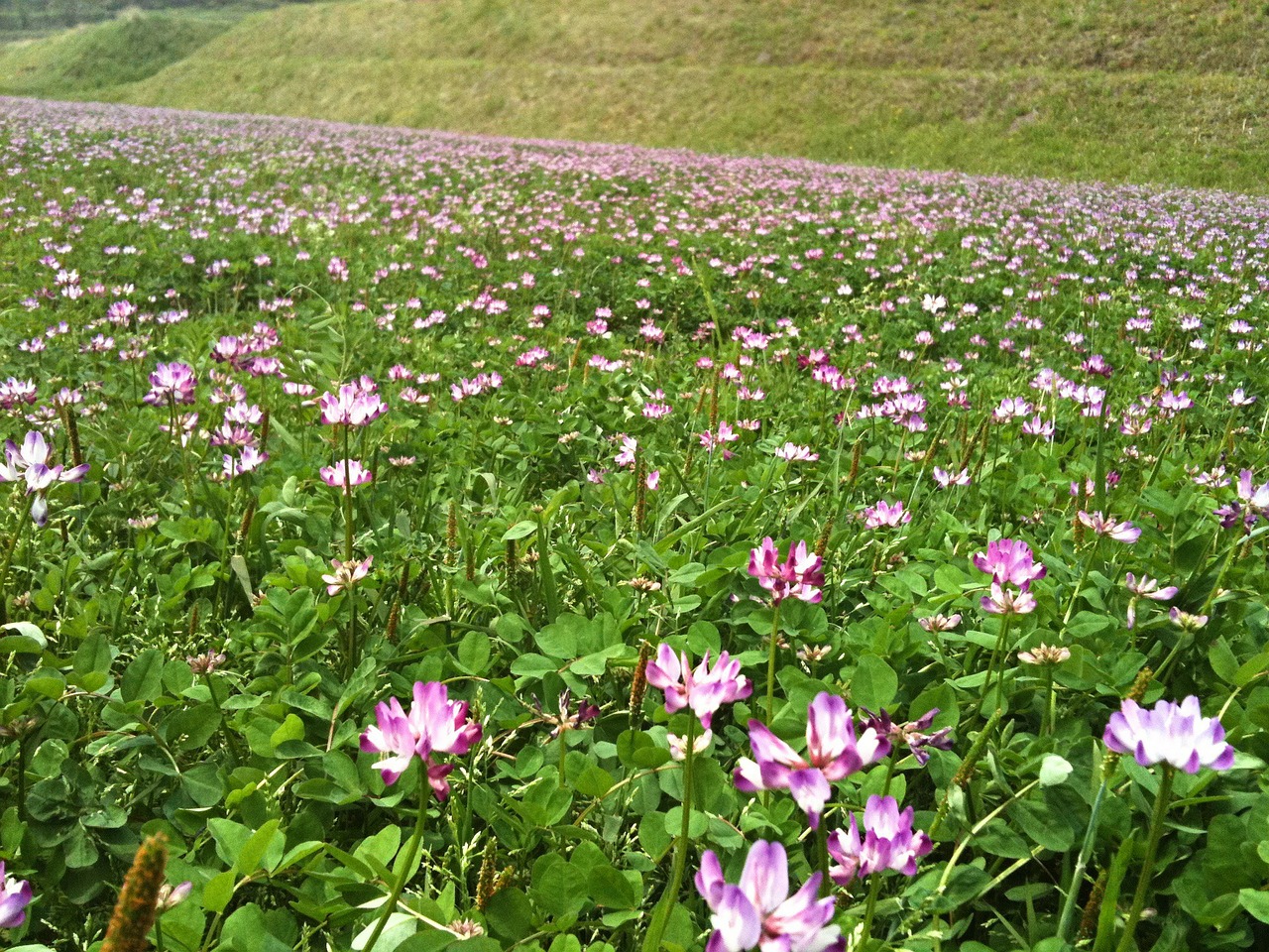 astragalus lotus flower flowers free photo