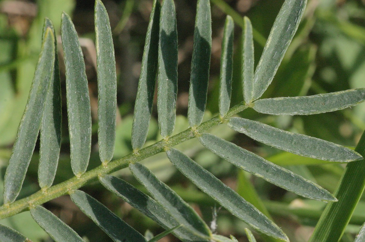 astragalus plant asper free photo