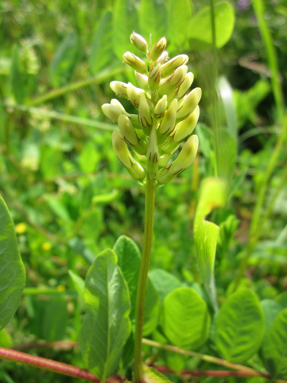 astragalus glycophyllos liquorice milkvetch wild liquorice free photo