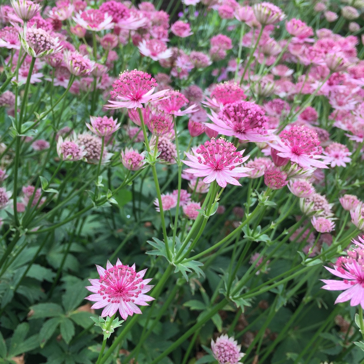 astrantia pink flower flower free photo