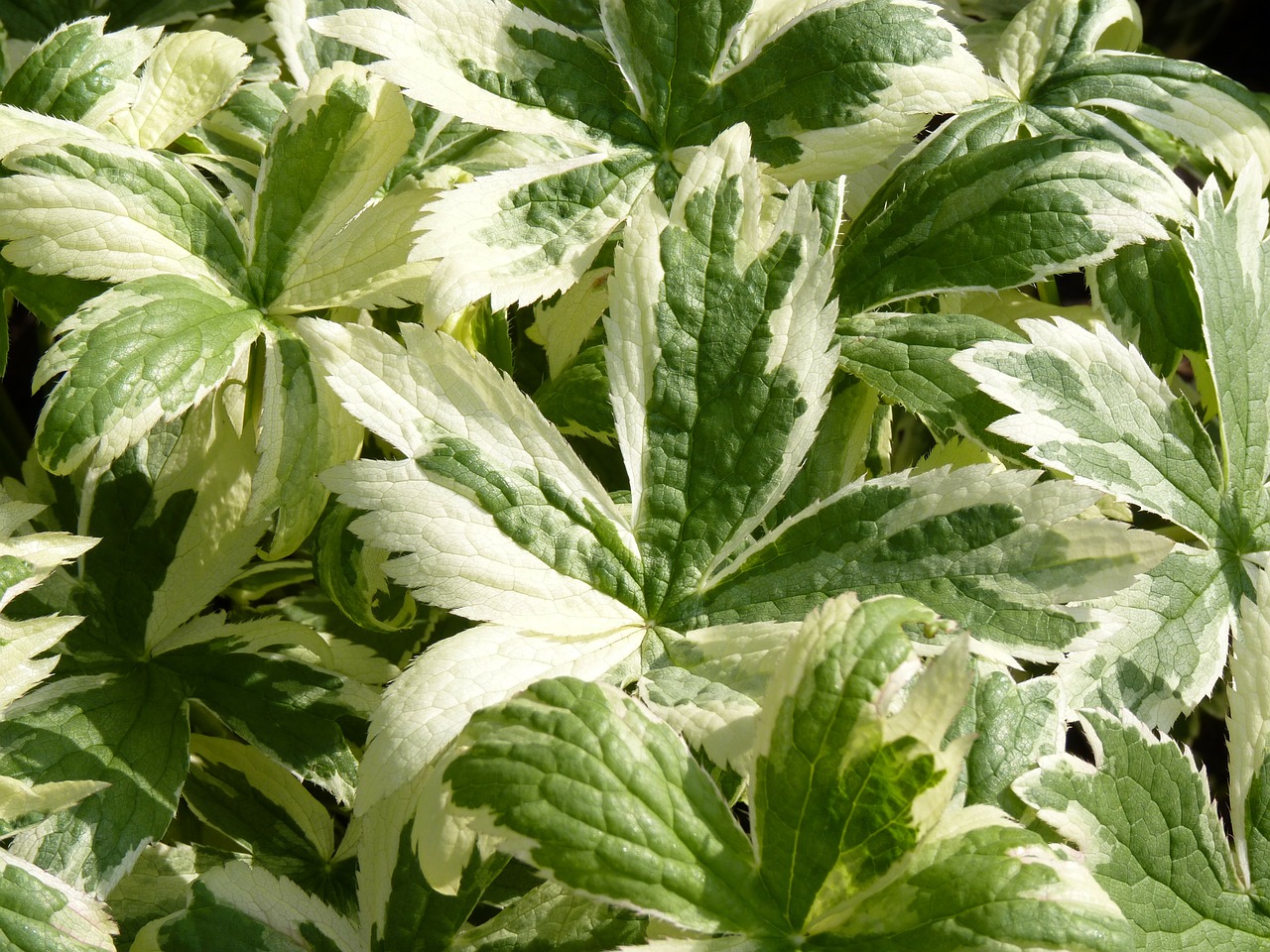 astrantia major plant leaves free photo