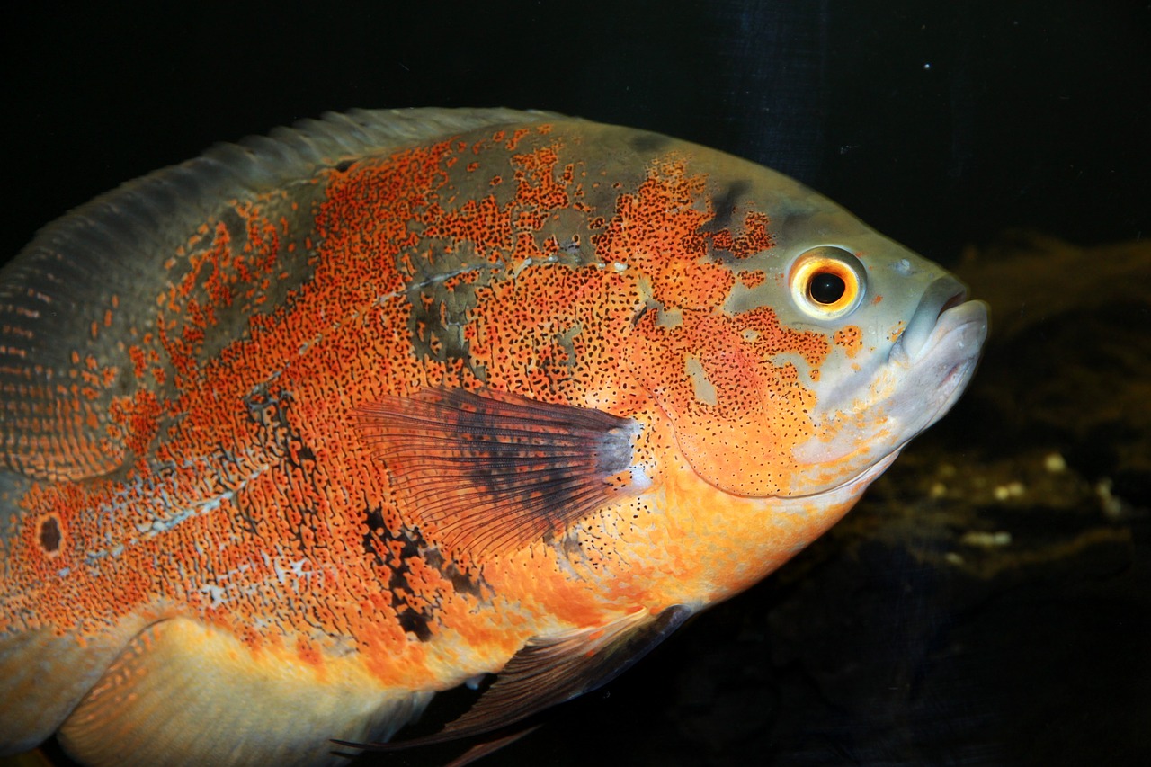 astronotus  fish  cichlid free photo