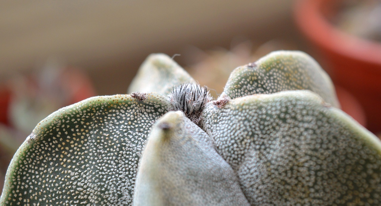 astrophytum cactus succulent free photo