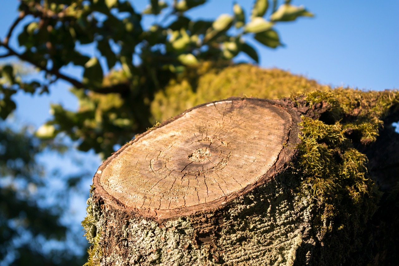 aststumpf tree stump sawed off free photo