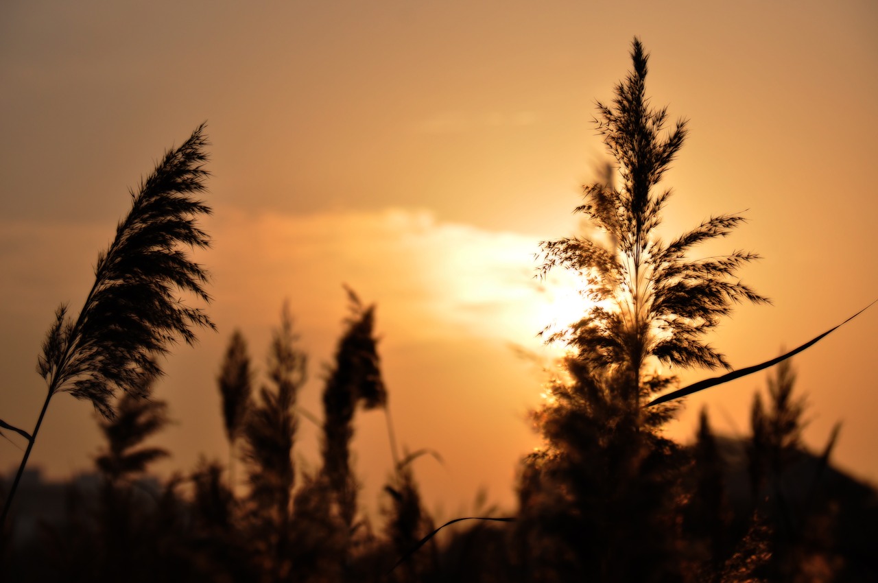 at dusk reed silhouette free photo