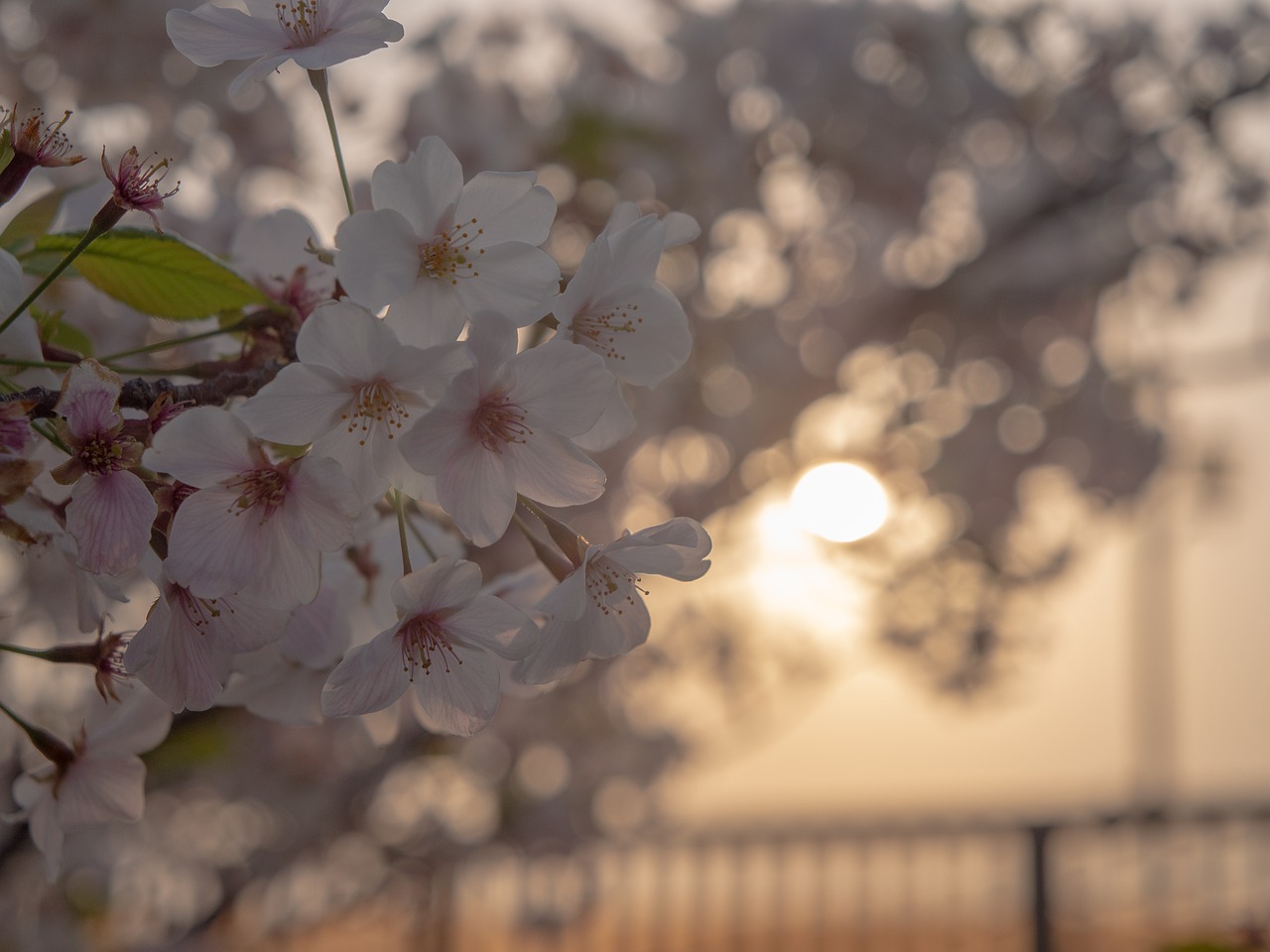at dusk  sunset  cherry blossoms free photo