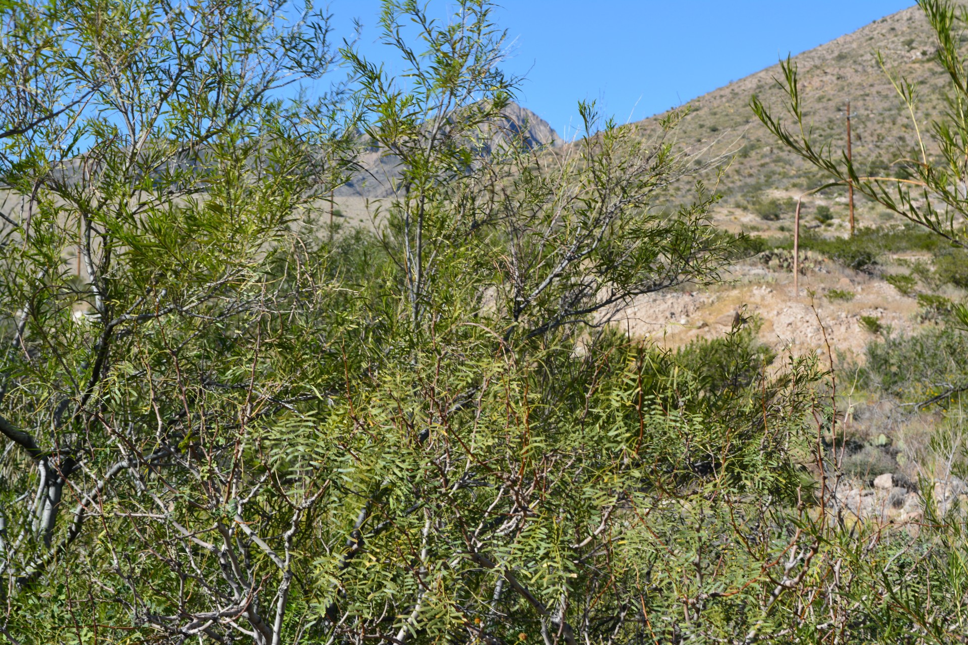 franklin mountains state free photo