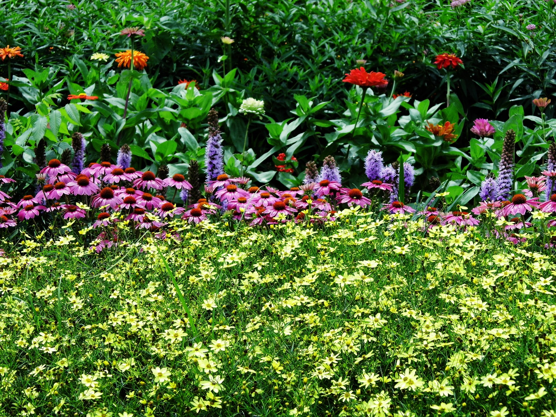 plants flowers floral free photo