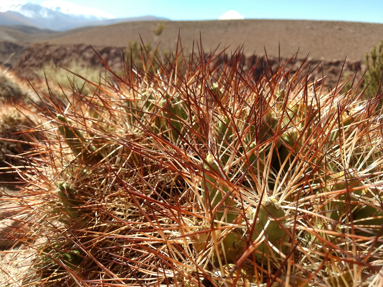 atacama desert cactus free photo