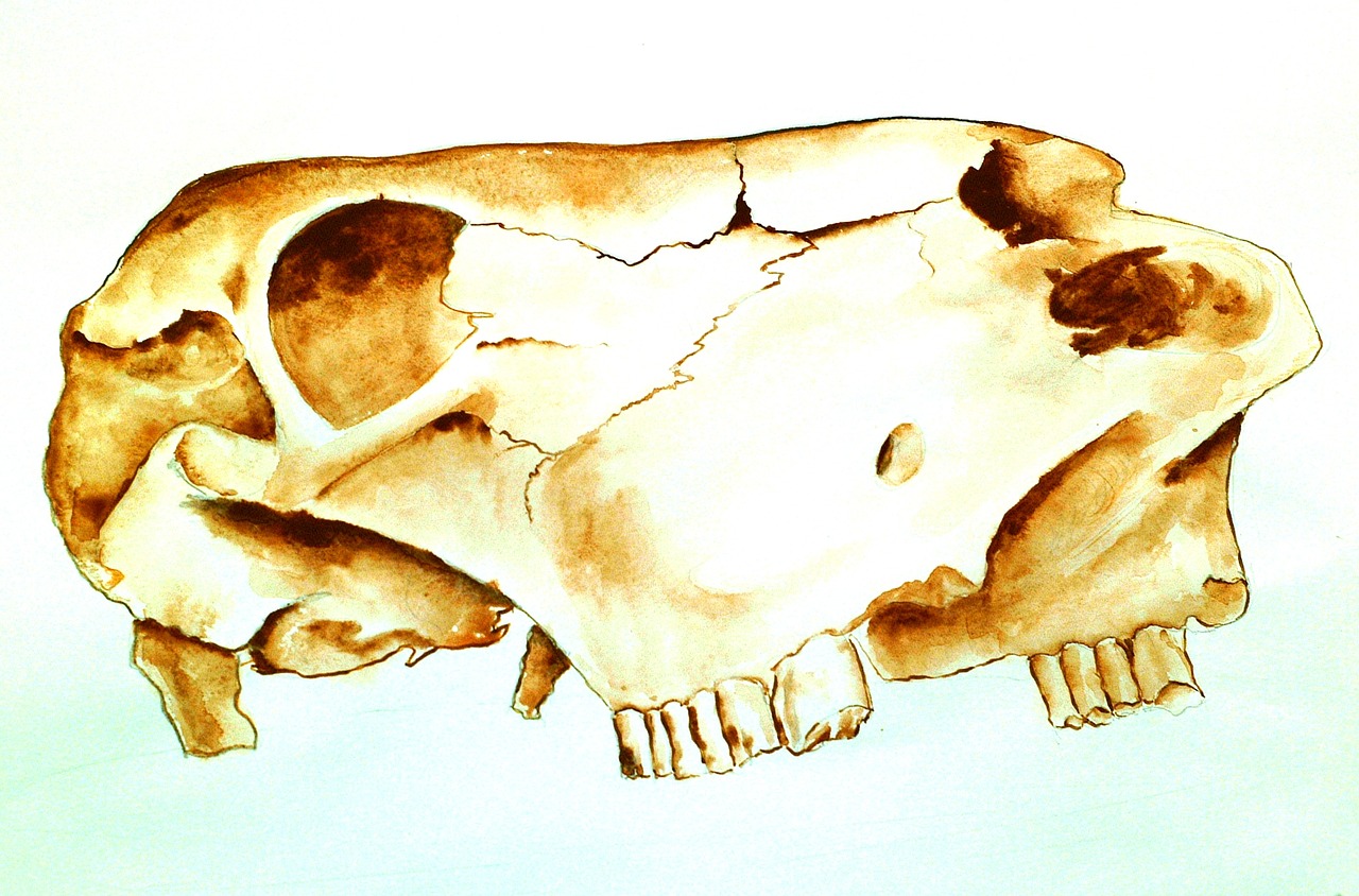 atelier school cow skull drawing task free photo