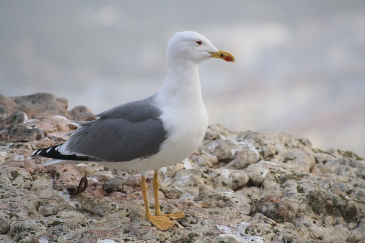 atlantic  gull  rock free photo