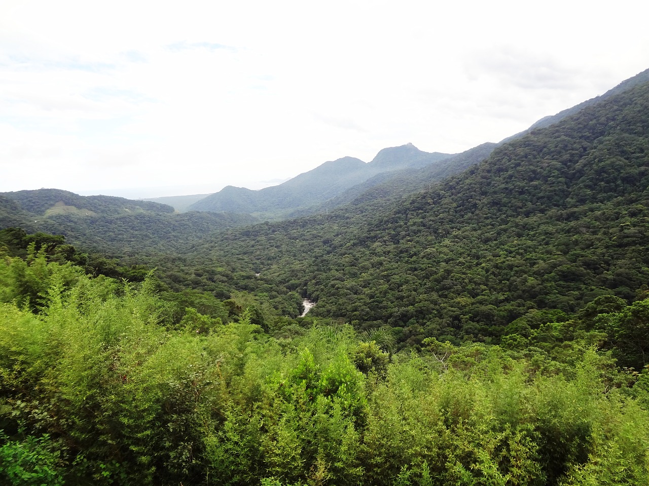 atlantic forest valley green free photo