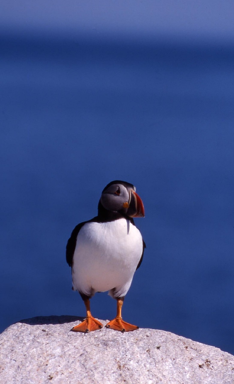 atlantic puffin bird waterfowl free photo