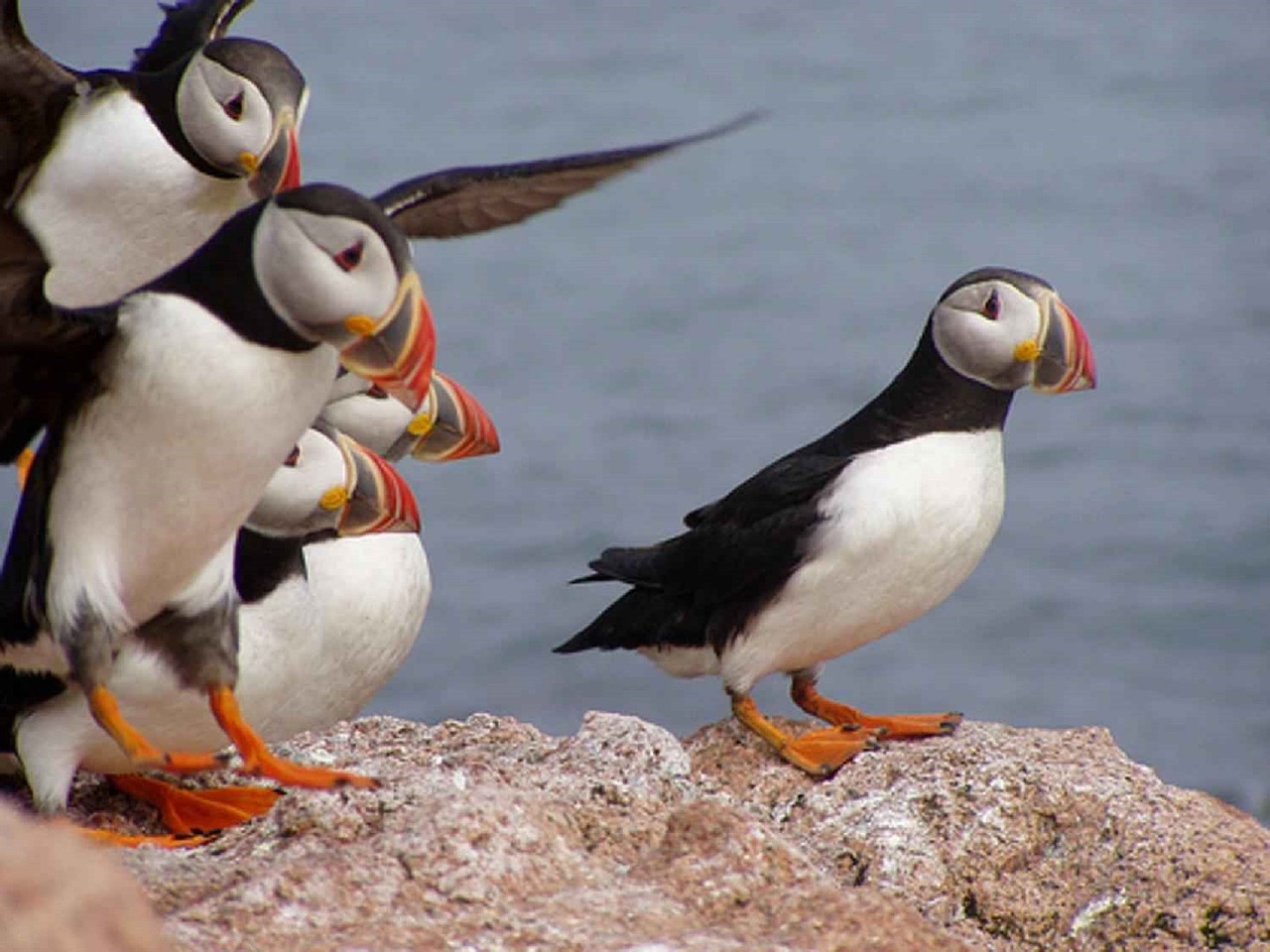 atlantic puffins birds wildlife free photo