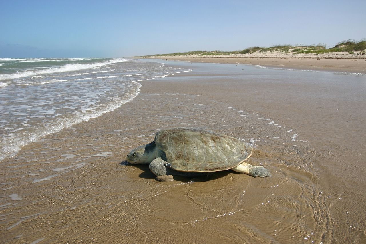 atlantic ridley sea turtle kemp's endangered free photo