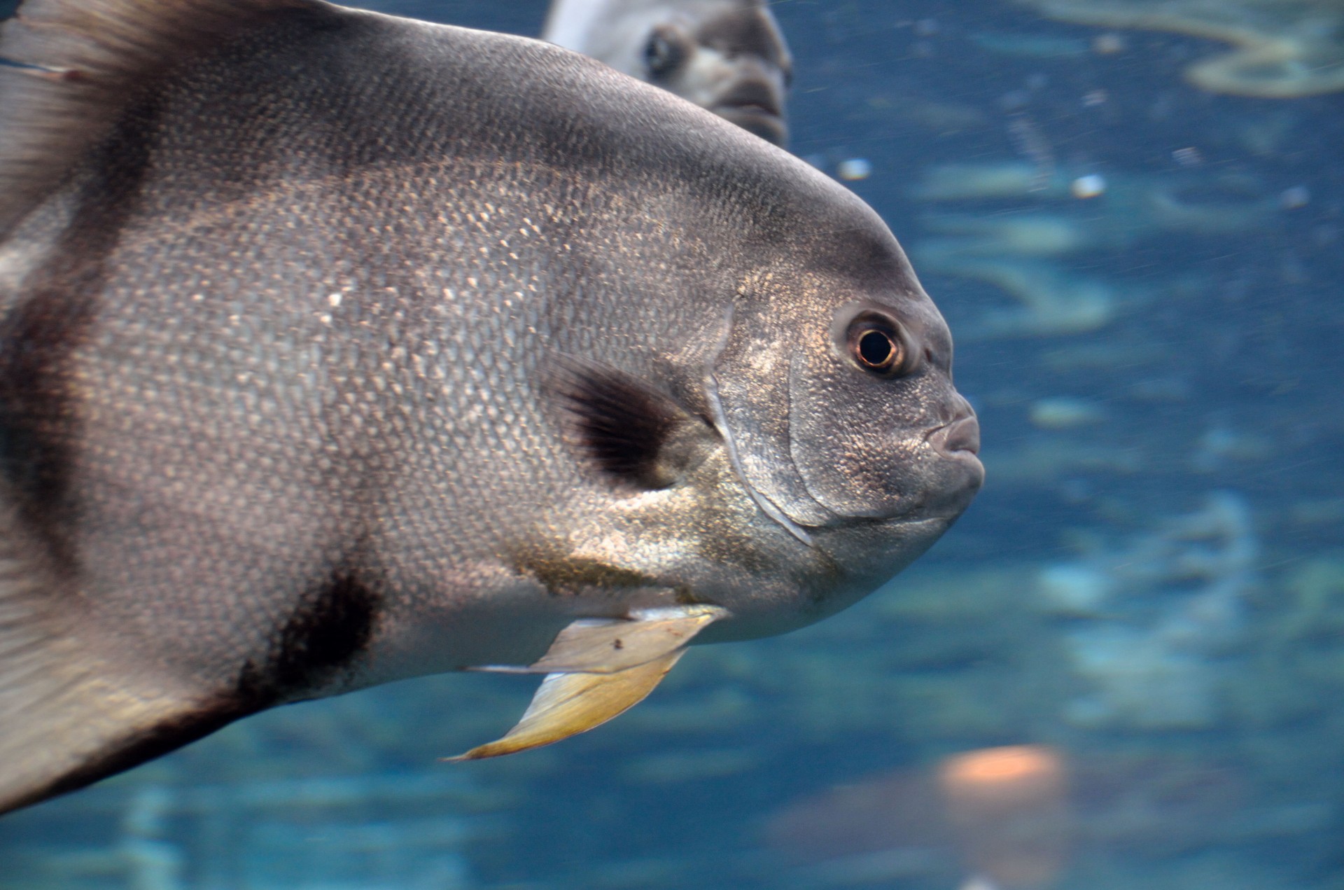 saltwater aquarium spadefish free photo