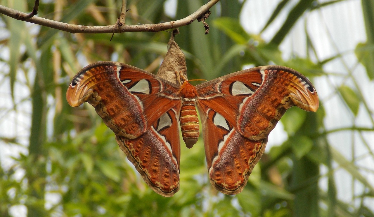 atlas butterfly  butterfly  moth free photo