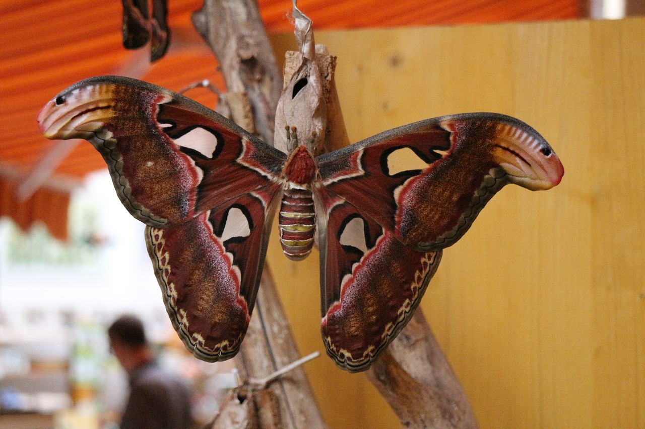 atlas moth butterfly largest butterfly free photo