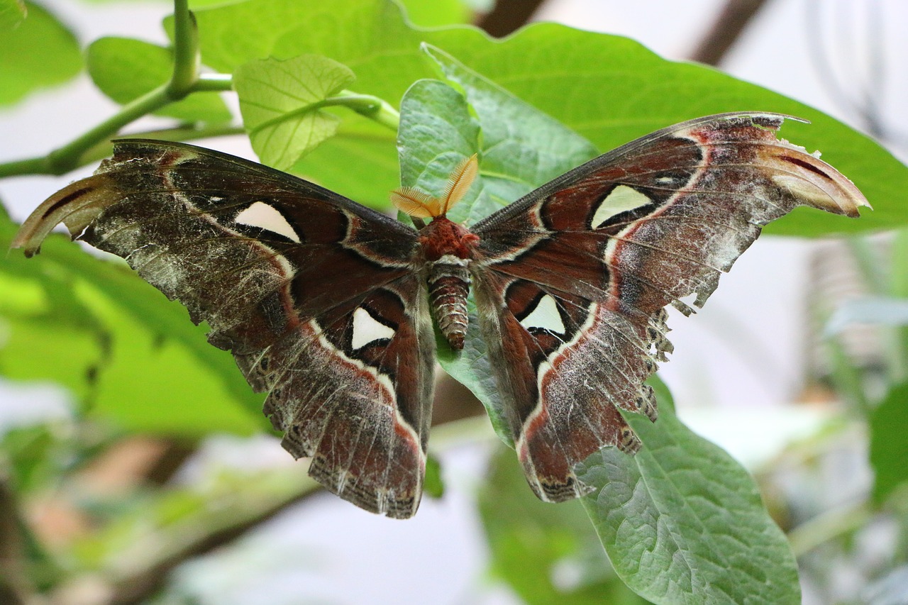 atlas moth  butterfly  motte free photo