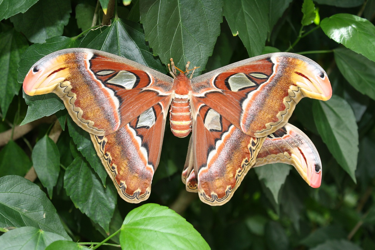 atlas moth  butterfly  insect free photo