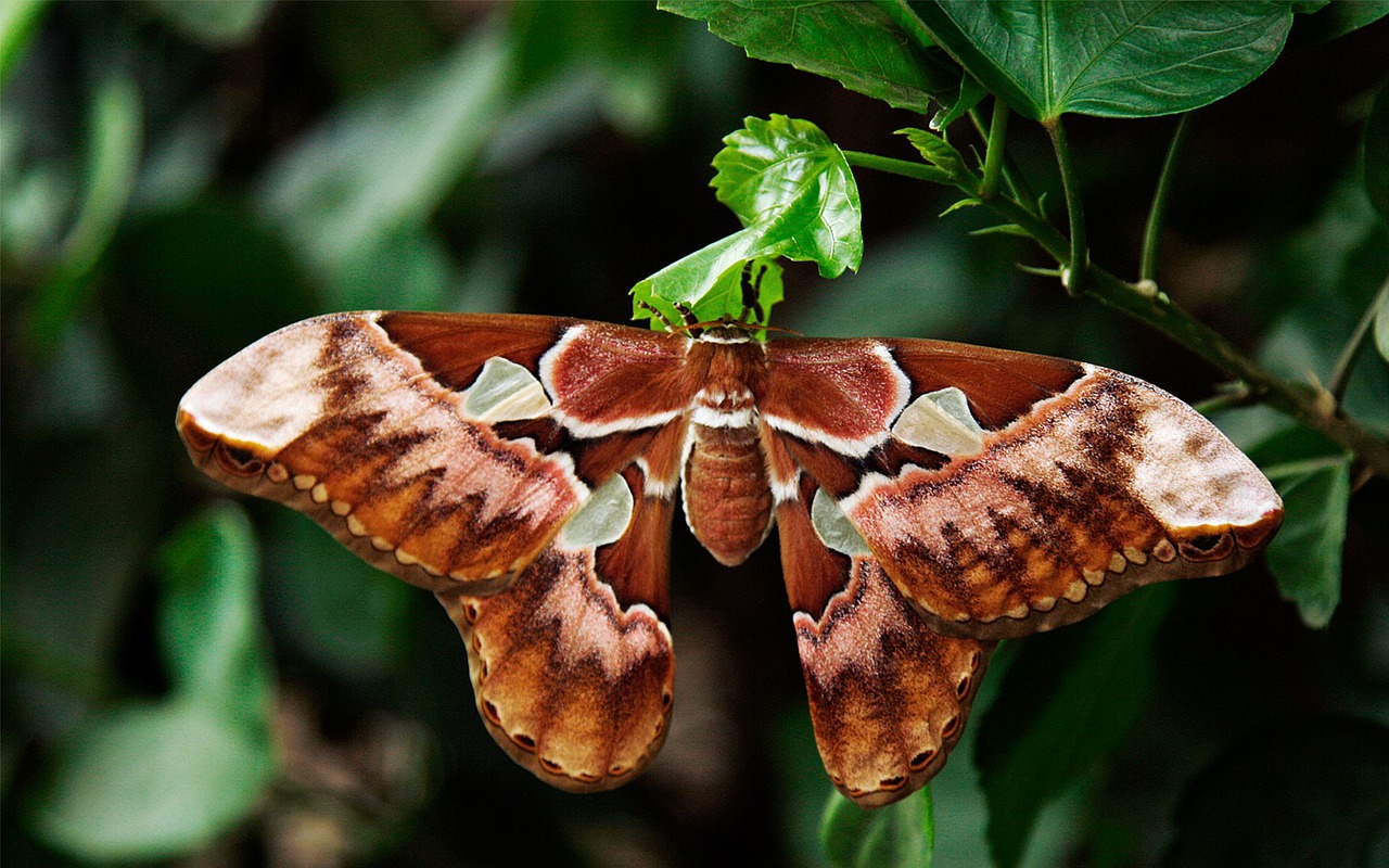 atlas moth butterfly attacus atlas free photo