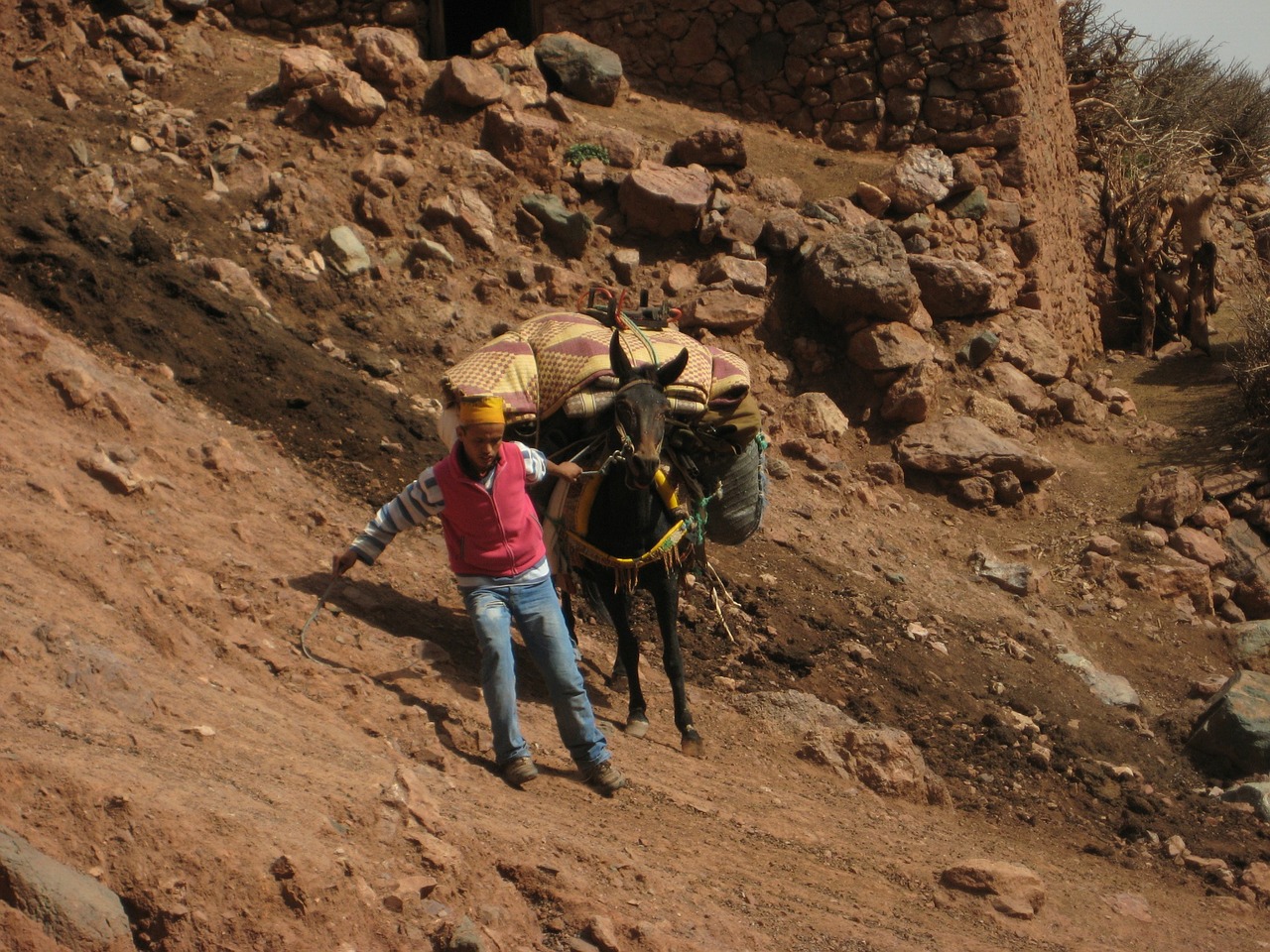 atlas mountains mule slip free photo