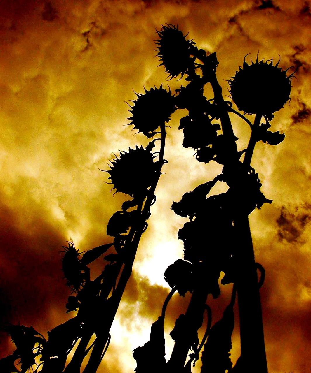 atmosphere  sunflower  sky free photo