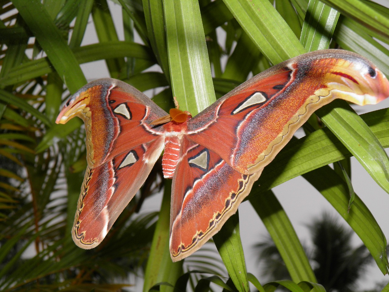 attacus atlas butterfly lepidoptera free photo