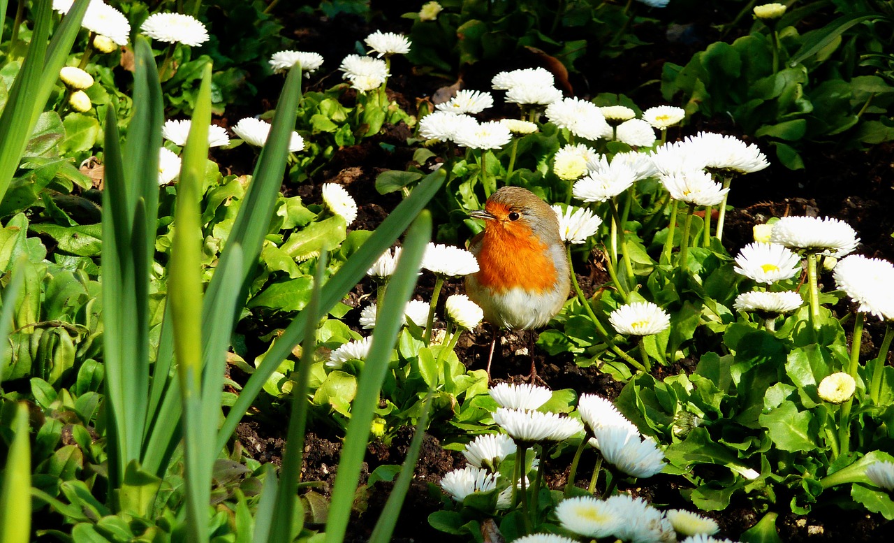 attention spring dress feather free photo