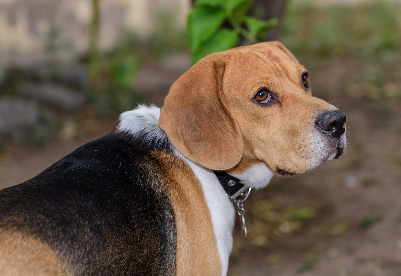 attention beagle puppy free photo