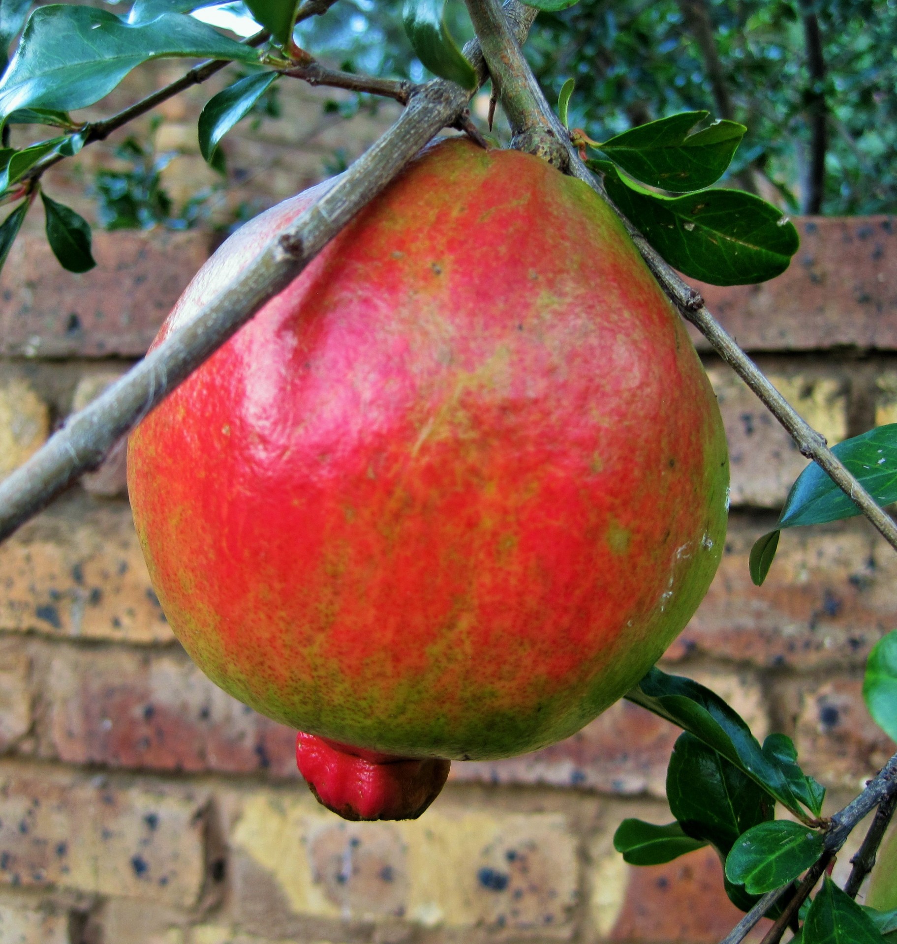 fruit pomegranate red free photo