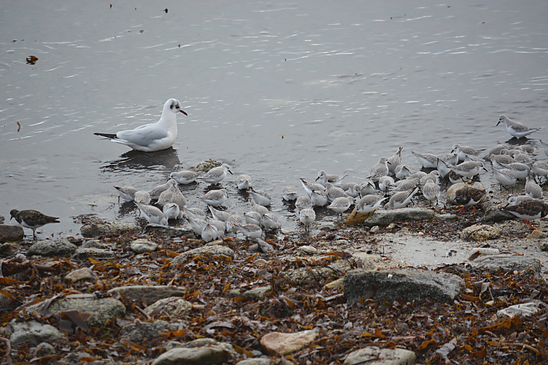 birds nature wildlife free photo