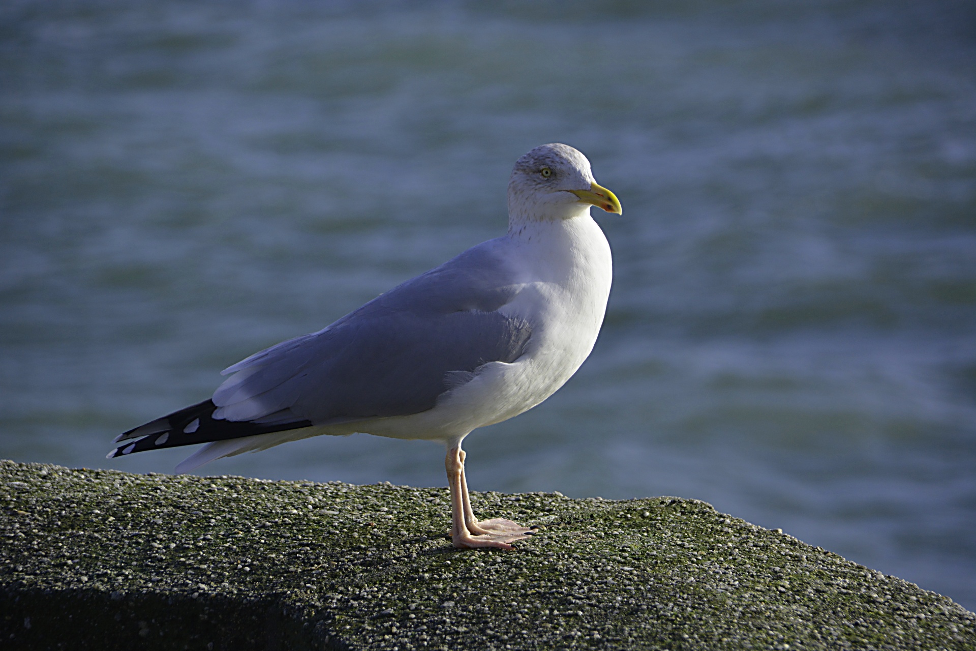 gull bird animal free photo