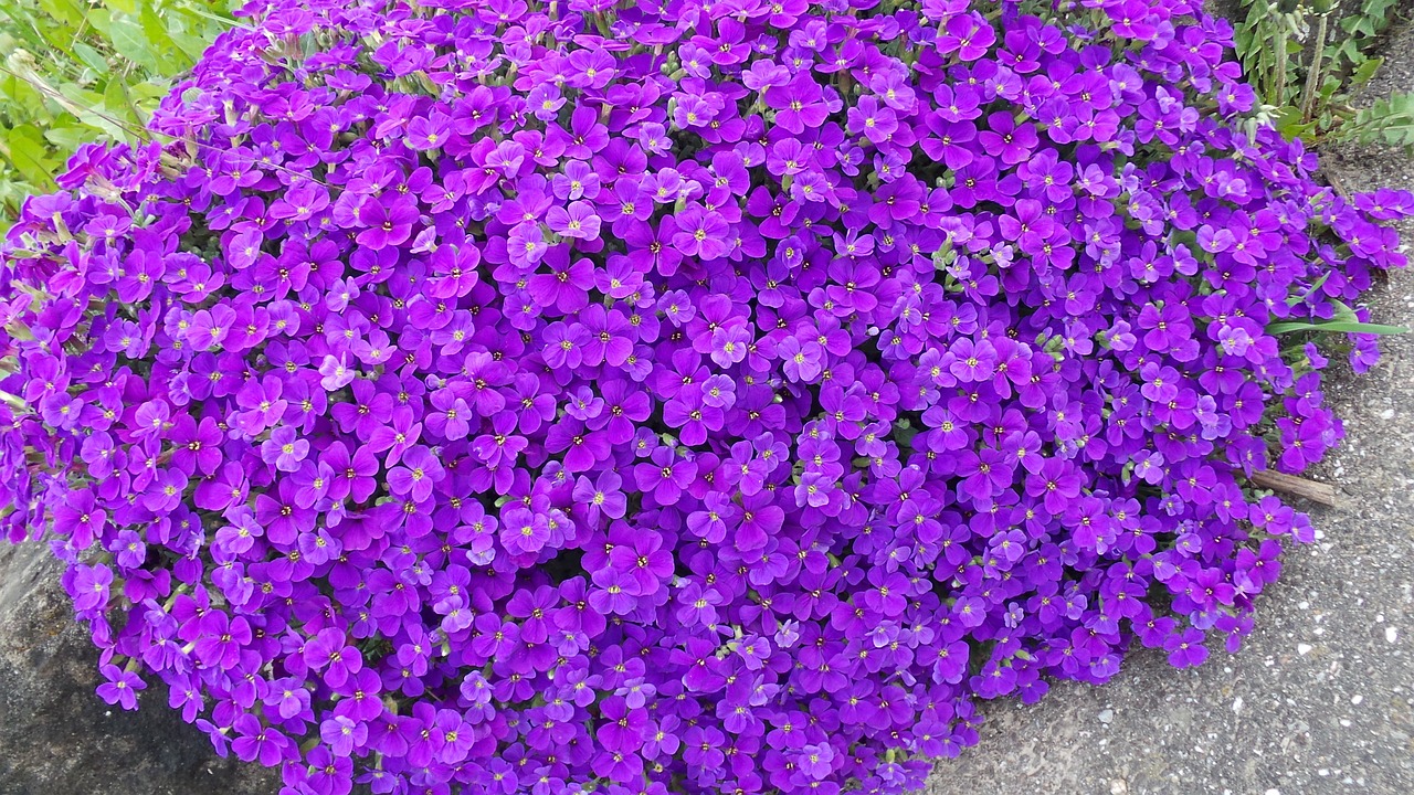 aubretia blue pillow violet free photo