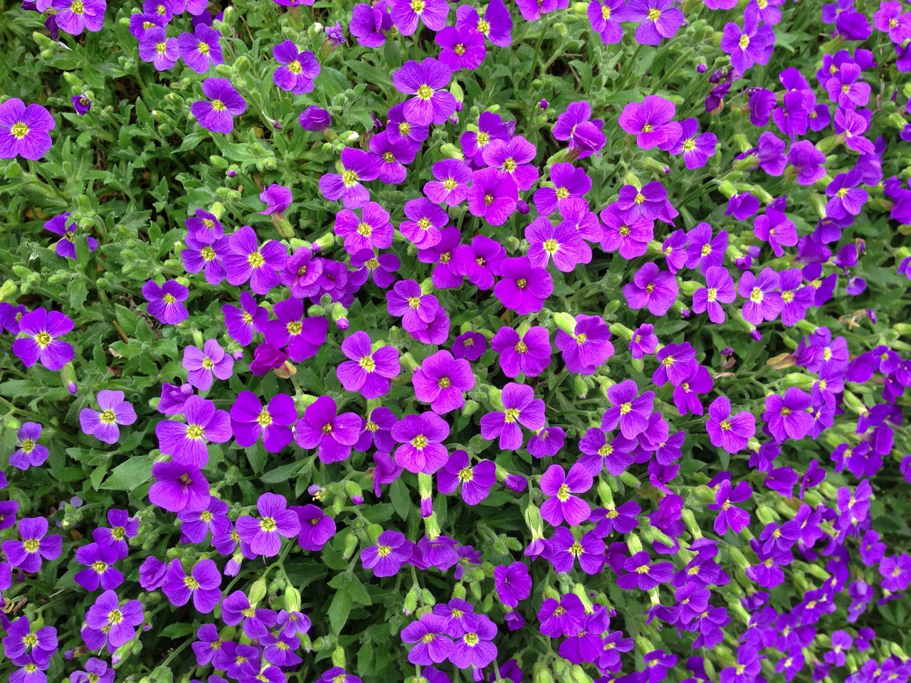 aubrieta blue pillow violet free photo