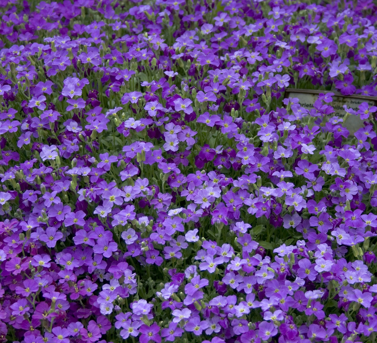 aubrietia violet color free photo